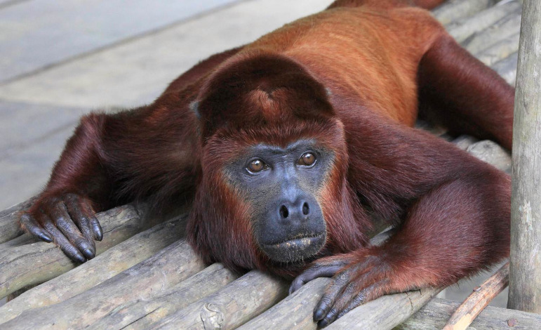 Adventure Cruise on the Amazon - Imagen 5